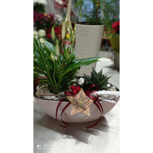 Саксия Кану бяла роза