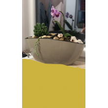 Саксия Кану какао