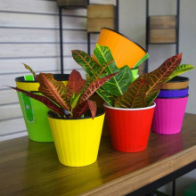 Саксия ИБИС с двойно дъно 