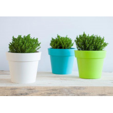 Саксия ГАМА 14х12см  микс