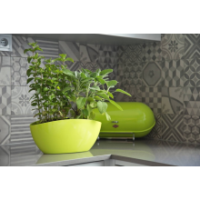 Саксия Кану олива