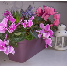 Сандъче ГЛОРИЯ 40,0х18,0 см