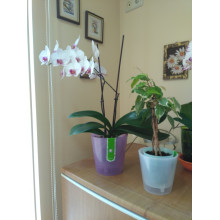 DECO flowerpot with double bottom 16.0x15.5cm TRANSPARENT