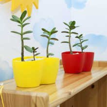 Саксия Кактусник за 2 и 3 растения