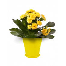 Саксия ГЛОРИЯ с подложка