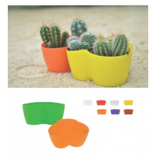 Саксия Кактусник за 2 растения