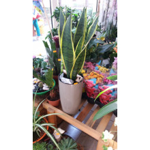 Саксия АЛФА 