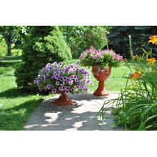 Саксия ЛЕОН с подложка 