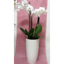 Висока саксия АЛФА 