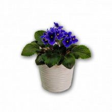 Ниска саксия ФЮЖЪН  какао